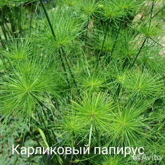 Карликовый папирус