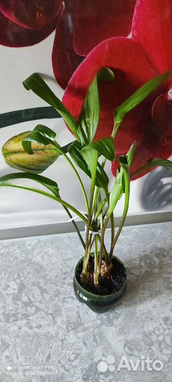 Дримиопсис