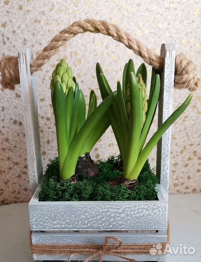 Стабилизированный мох обрезки