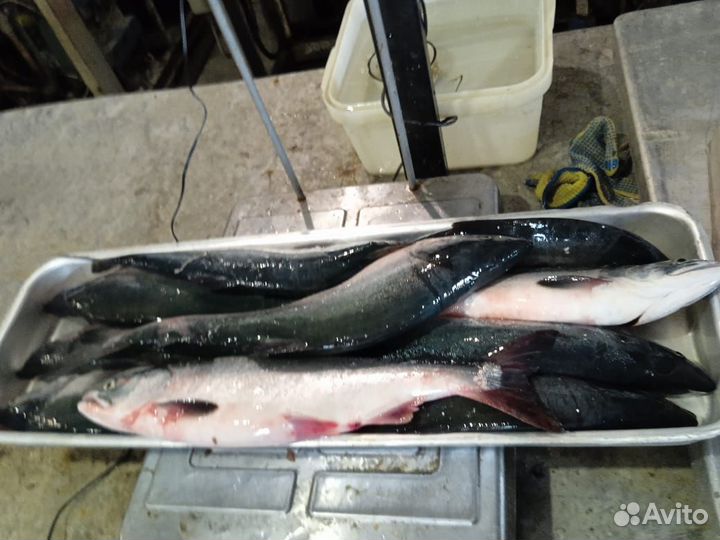 Свежая рыба горбуша
