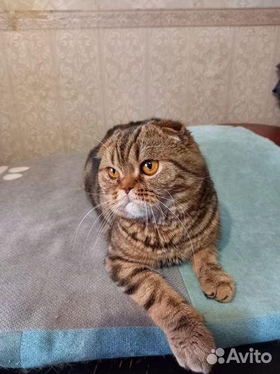 Шотландское чудо