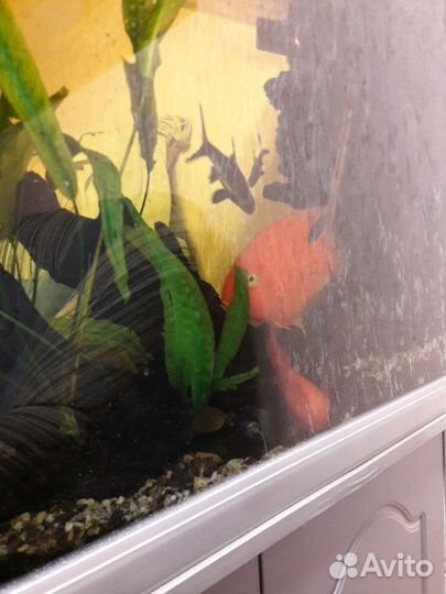 Корма для аквариумных рыб Артемия