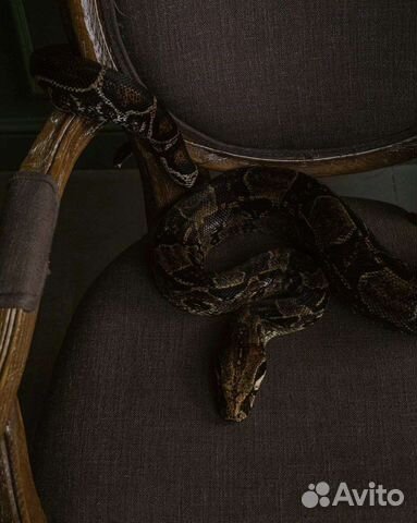 Аренда змей, ящериц, лягушек и тд для фотосессии