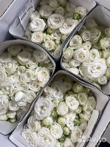 Белые кустовые розы