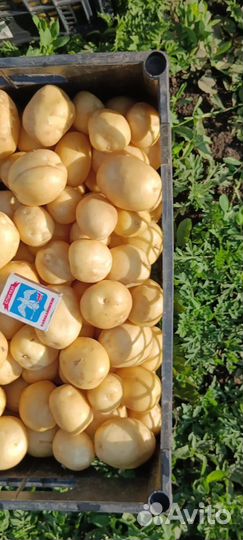 Картофель молодой