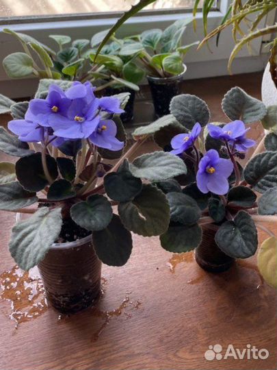 Фиалки цветущие