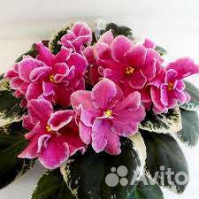 Фиалки-детки