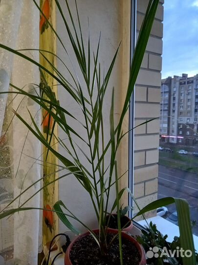 Финиковая пальма