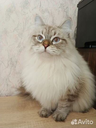 Невский котик