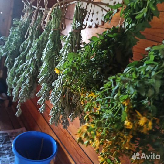 Саженцы полыни зверобоя чистотела