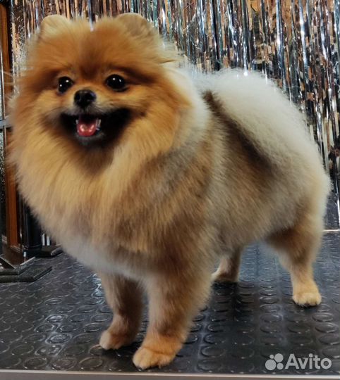 Стрижка собак