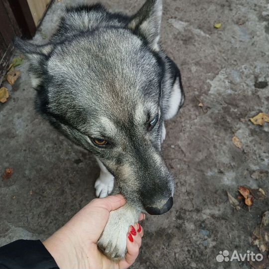 Хаски кобель вязка