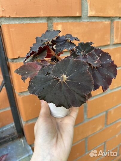 Бегония Black mamba