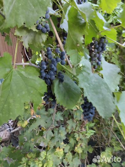 Винный виноград
