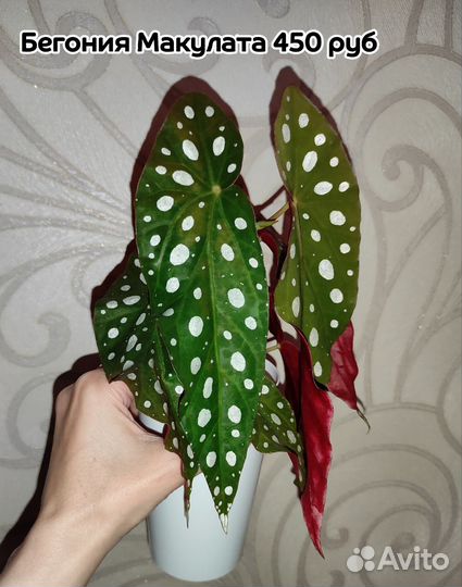 Бегонии сортовые