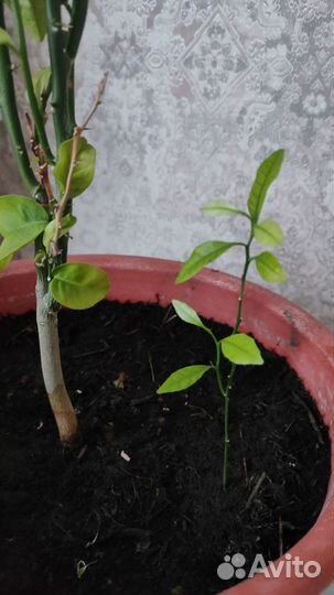 Мандариновое дерево