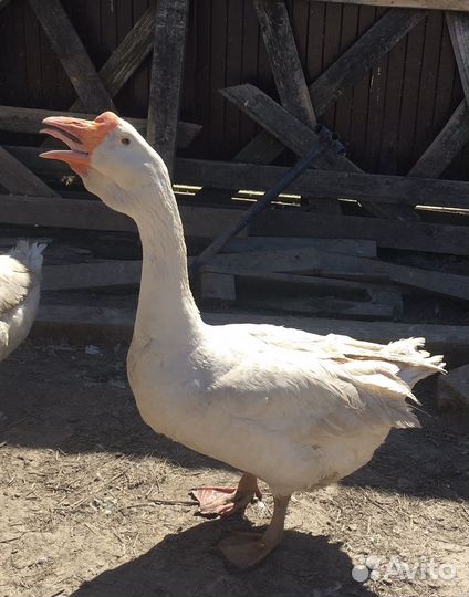 Яйца гусиные от холмогоров