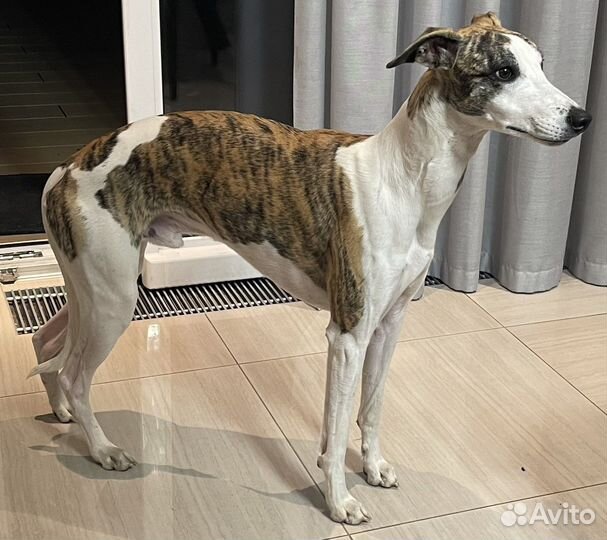 Вязка уиппет