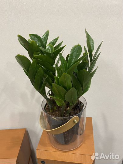 Замиокулькас