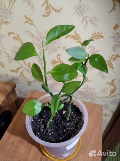 Педилантус