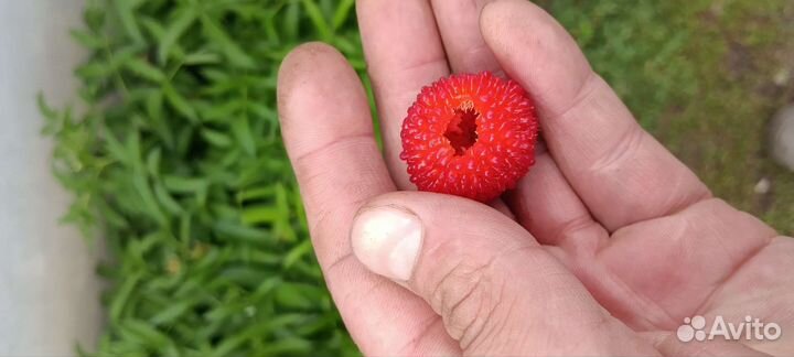 Тибетская малина саженцы