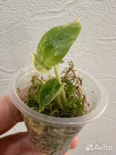 Алоказия Пинк Драгон вар