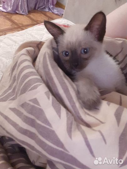 Котики бесплатно в добрые руки