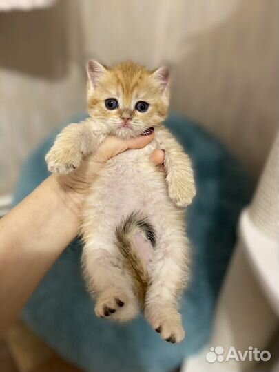 Шотланский котенок