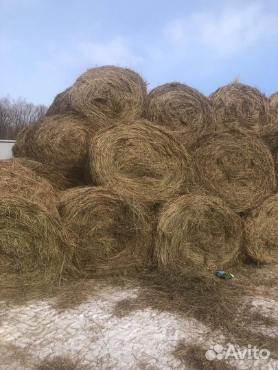 Сено в рулонах