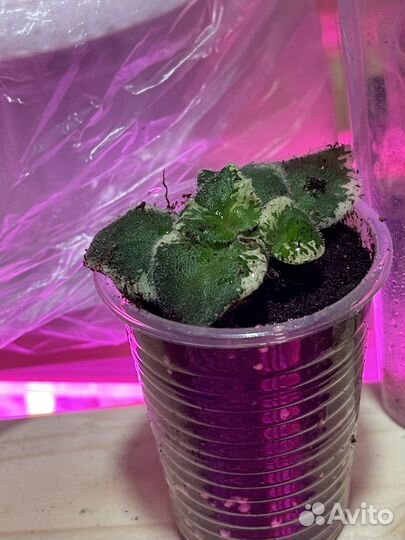 Фиалка Маргарита химера