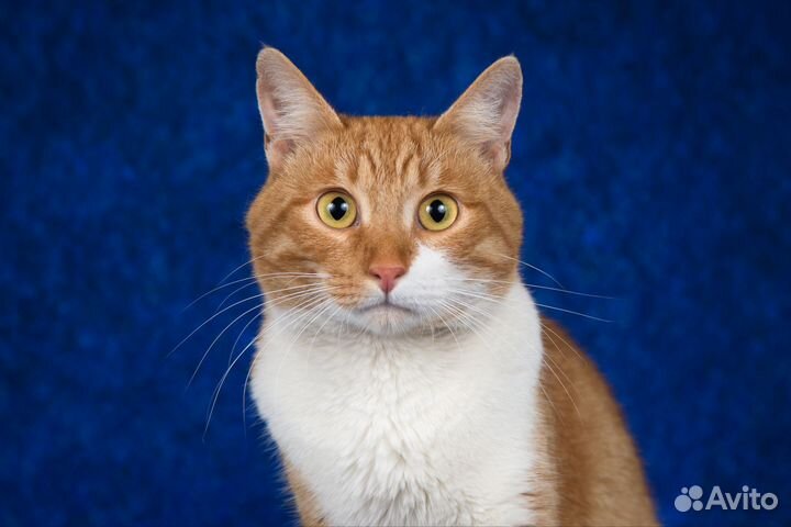 Отдам рыжего кота в добрые руки
