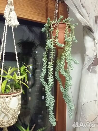 Суккуленты. Очиток Моргана и Буррито