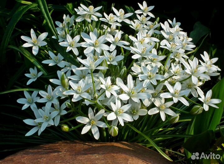 Колокольчик, барвинок, Птицемлечник