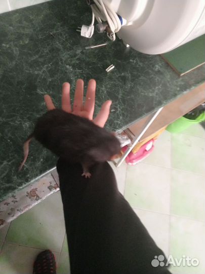 Крыса Дамбо чёрный