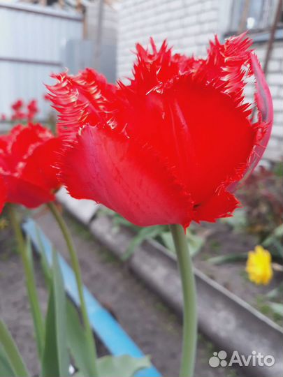 Цветы тюльпаны