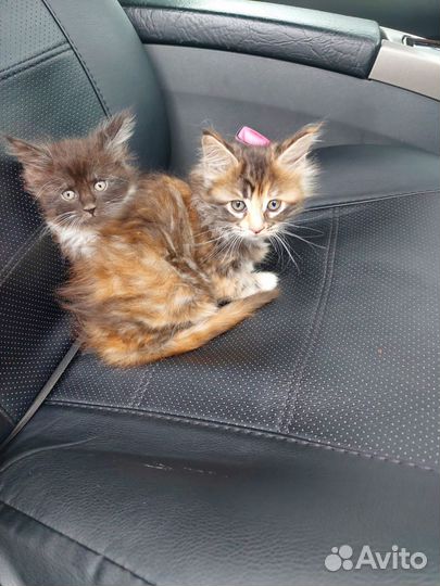 Котята мейн-кун