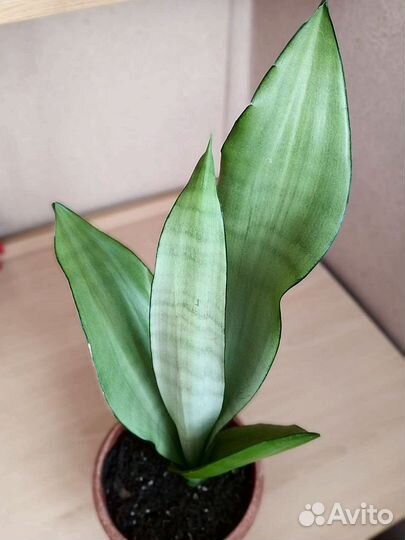 Сансевиерия муншайн