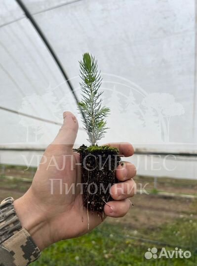 Голубая ель зкс сеянцы