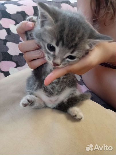 Котики в дар бесплатно