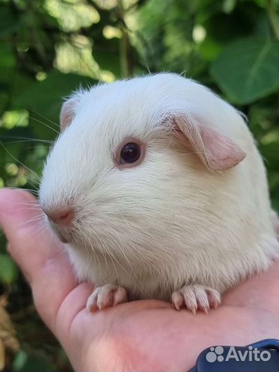 Морские свинки мальчики