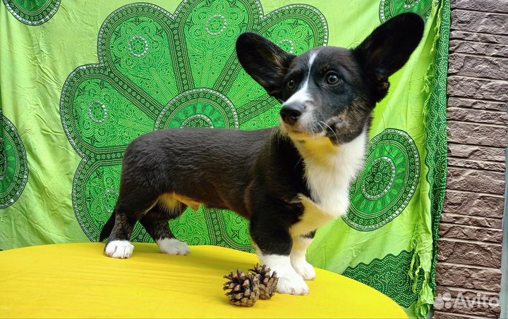 Вельш корги кардиган щенок мальчик