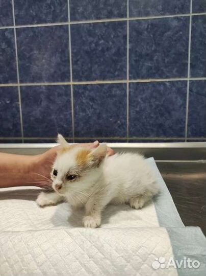 Кошка и котята
