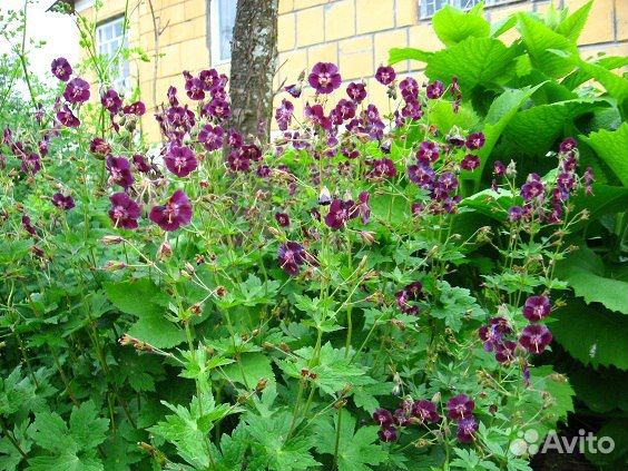 Многолетники