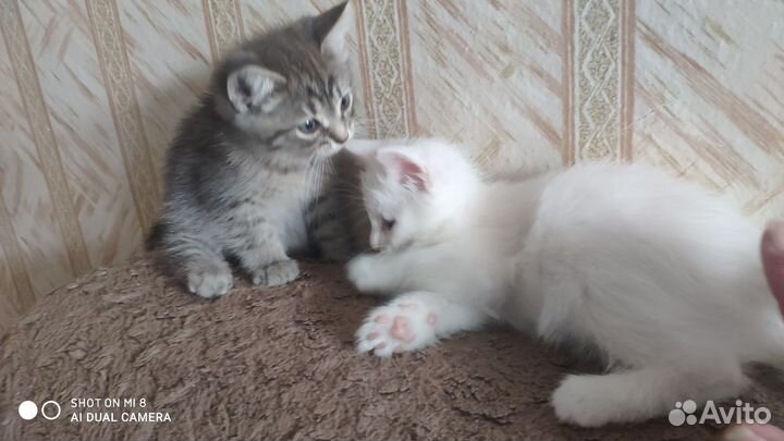 Отдам в добрые руки