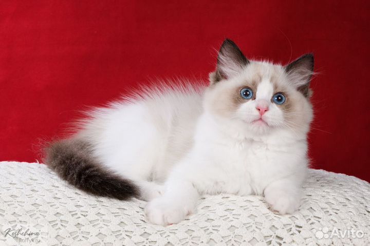 Котята рэгдолл