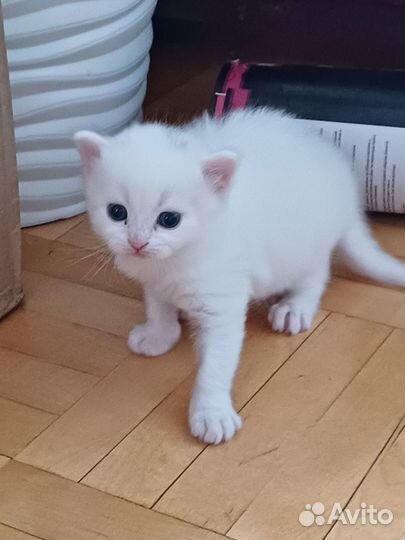 Котята Турецкой Ангоры