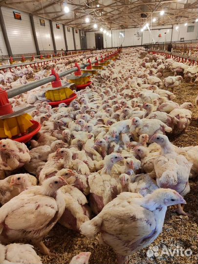 Цыплята бройлеры, гусята,утята, индюшата,куры