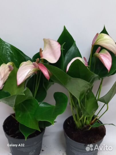 Антуриум карма пульс