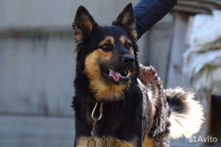 Овчарка помесь, кобель, 9 мес