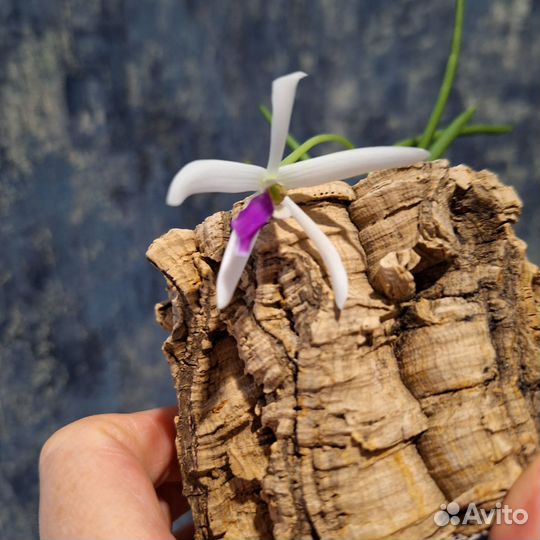 Орхидея Leptotes bicolor